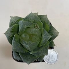 多肉植物　ハオルチア　エンペラー　抜き苗　根付き