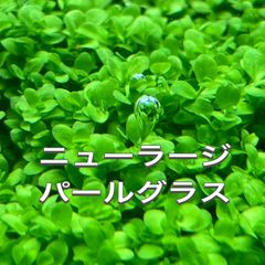 ニューラージパールグラス 水中葉