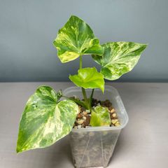 【極斑】フィロデンドロン　セローム　斑入り　Philodendron Selloum Variegated