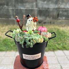 ♡そのまま飾れる♡ハロウィンの多肉植物寄せ植え╰(*´︶`*)╯♡ - メルカリ