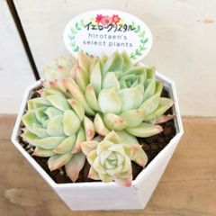 多肉植物エケベリア　イエロークリスタル３．5号鉢
