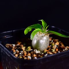 3U9 実生 パキポディウム・エニグマチカム Pachypodium enigmaticum コーデックス 塊根植物 2.5号鉢 パキポディウムエニグマチカム