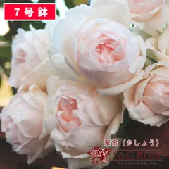 バラ苗 ER ジェーンオースチン 接木大苗 強香 強健 ７号鉢 薔薇 苗 - 植物/観葉植物