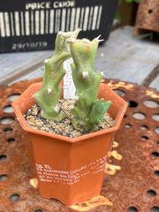 ユーフォルビア‪☆クラビコラ クリビコラ 鉢ごと