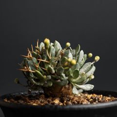 "Othonna euphorbioides’" オトンナ ユーフォルビオイデス　管理1216