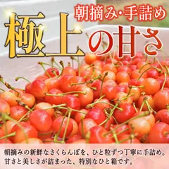 訳あり サイズ混合 色薄 双子 小傷》山形県産 さくらんぼ 3㎏ 紅 訳あり サイズ混合 色薄 双子 小傷》山形県産 さくらんぼ 3㎏ 紅