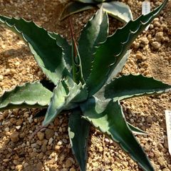 アガベ　サルミアナフェロックスローガンカルホーン　28㎝　AGAVE