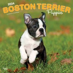【輸入版】2024年 子犬のボストン・テリア カレンダー / ブラウントラウト 30.5 x 61 cm (Boston Terrier Puppies  Calendar)