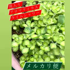 2025年最新】斑入り植物の人気アイテム - メルカリ