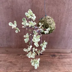 ポーチュラカリア　桃子の舞　苔玉　Portulacaria afra f.variegata 現品 カナボウノキ科 ポーチュラカリア属  観葉植物 観葉 植物  ハンギング インテリア プレゼント おしゃれ かわいい  グリーン