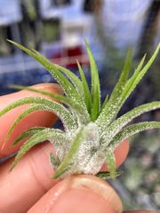 【ネコポス】チランジア イオナンタ アンクル ビス パール Tillandsia ionantha 'Uncle Vuth Pearl'　キンクマ農園☆T0122