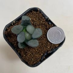 多肉植物　ハオルチア　ダルマ万象　抜き苗　根付き