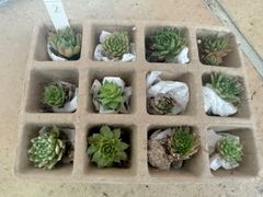 センペルビウム12種類セット♡𝐍𝐨.𝟐