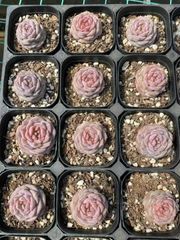 抜き苗 スリカエ MY36×40株 ふっくら 多肉植物 エケベリア サボテン 韓国苗 新入荷