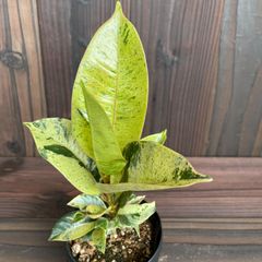 【希少品種】フィカス　ジン　斑入り　観葉植物　9626-b　ゴムノキ
