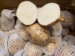 「4月25日入荷、入荷次第出荷」　生鮮  ベトナム産 ヒカマ種 1箱ー約４kg