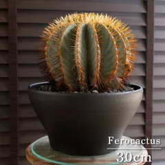 2025年最新】王冠竜 群生の人気アイテム - メルカリ