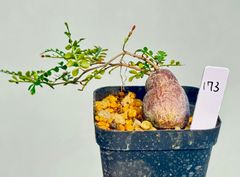 お盆休み特価！ 超希少 オペルクリカリア ムルチジュガ パワータンク パキプス オペルクリカリア パキプス パワータンク124 - メルカリ