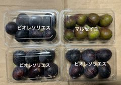 いちじく　ビオレソリエス、マルセイユ　クール便