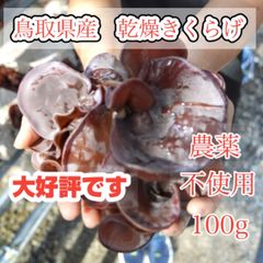 【大好評 ぷりっコリ食感】鳥取県産　乾燥きくらげ　100g  国産　キクラゲ