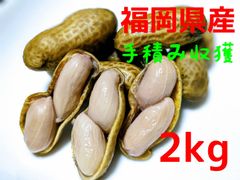 福岡県産　おおまさり　なま落花生　2kg