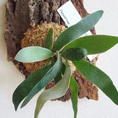 ビカクシダ コウモリラン ベイチー コルク板付け 着生植物 インテリア 送料無料のサムネイル