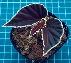 ベゴニア　ダースベーデリアーナ