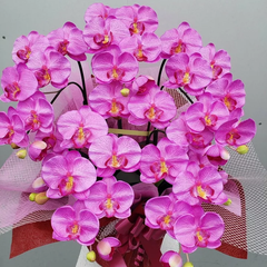 胡蝶蘭S/5F/赤（造花）高約50×幅40　光触媒コーティング