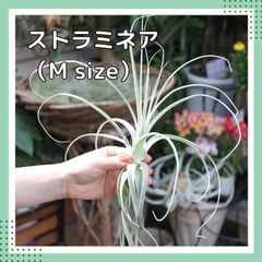 チランジア【ストラミネア】Mサイズ エアプランツ　エアープランツ