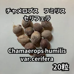 2月入荷 400粒+ セリフェラ チャメロップス フミリス 種子 種 証明書10 2月入荷 400粒+ セリフェラ チャメロップス フミリス 種子 種