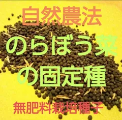 自然農法　のらぼう菜の固定種１０００粒以上