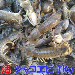 活梱包 海水ごと輸送！蝦蛄海老 1ｋｇ（20-32匹）近畿以北のみ地域限定シャコ