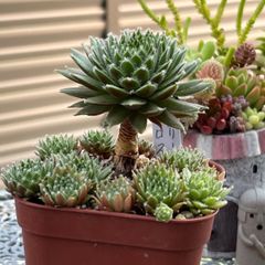多肉植物 ☘️ センペルビウム チェリーフロスト いっぱい 抜き苗