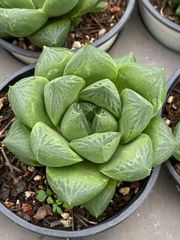 C780　花火　105苗セット　多肉　土根付き　エケベリア　サボテン　韓国苗 花火 鮮やかな105苗セット 土と根付き 多肉植物 エケベリア 韓国