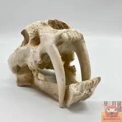 恐竜化石 レプリカ 縦43cm 横16.5cm 恐竜化石 レプリカ 縦43cm 横16.5cm - メルカリ