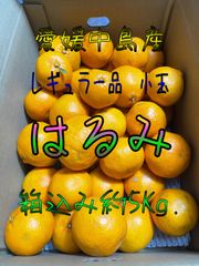 【SALE】超濃厚　はるみ　レギュラー品　小玉多め　箱込み約5Kg.