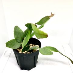 リプサリス　エリプティカ