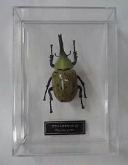 ヘラクレスオオカブト 標本 約10cm - メルカリ