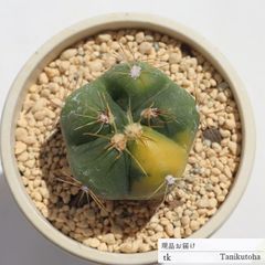 ペンタカンサA TK155 サボテン 2.5寸ポット おすすめ販売 写真の子をお届け 特定販売