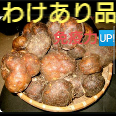 ⭐新芋⭐丹波産山の芋ワケあり１キロ(山芋)