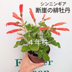 シンニンギア　４号鉢　４年株　断崖の緋牡丹　カーディナリス　塊根植物