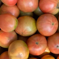 北海道産トマト 2kg クール便　産地直送 訳ありのサムネイル
