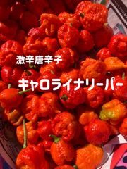 キャロライナリーパー　（完熟赤・オレンジ・グリーン）
