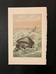 セミクジラ科　1893年の動物画 pl.6