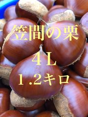 笠間の栗☆4Lサイズ1.2キロ☆渋皮煮におすすめ！！