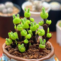 多肉植物 ドロサンテマム キラキラ 蜜橘 抜き苗 1株 - メルカリ