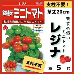 【野菜の種】背丈低く支柱不要！ミニトマト「レジナ」の種５粒