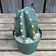 最終値下げ！柱サボテン　棘なし　C 発根済み 楽天市場】【16日01:59までポイント3倍】観葉植物 本物 柱サボテン