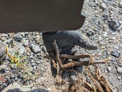 北海道産行者にんにく苗5000本 - 北海道の山菜屋 - メルカリ