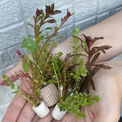 【育成簡単/水中葉/おもり付き】おまかせ水草セット｜3種×2本｜お手軽、安心、基本ドボンでOK